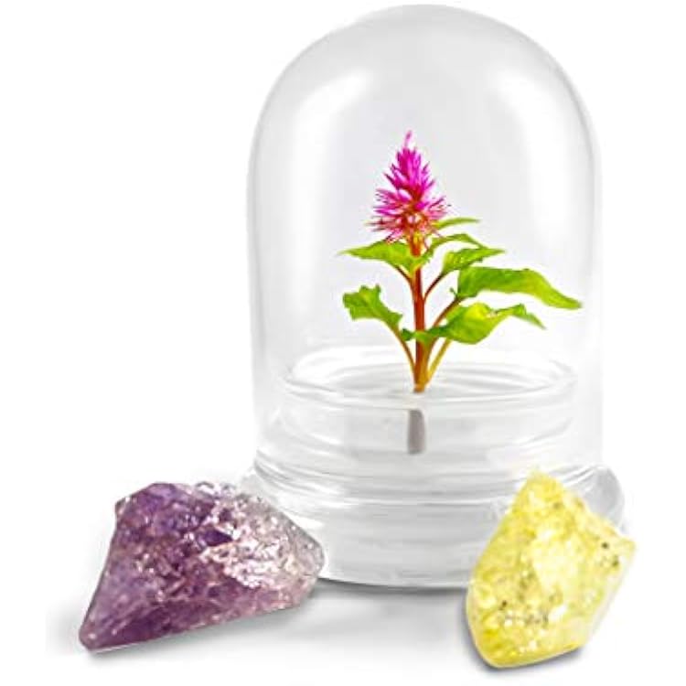BLOOMIFY Celosia Flower Terrarium, Zero Care, Cockscomb, 4 Jar