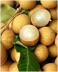 Longan Fruit Tree - Kohala Longan (Euphoria longana) -Thai Favorite Fruit