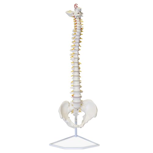 MonMed Life Size Vertebral Column Model with Spinal Nerves, Skull Base, and Pelvis Flexible Spine Model with Stand
