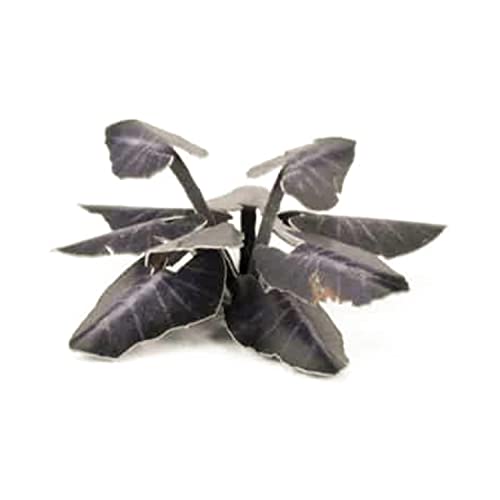 Black Magic Taro