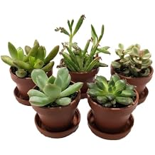 Mini Succulent Collection - Fairy Gardens/Terrarium - 5 Plants 1" pots + Saucers