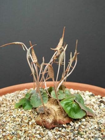 Dorstenia Barnimiana Rare Succulents Caudex (LSL) Exotic Caudiciform Seed 5 Seeds