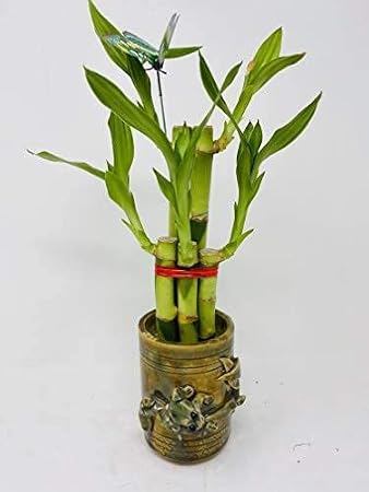 Five Style Lucky Bamboo Butterfly Ceramic Frog Pot