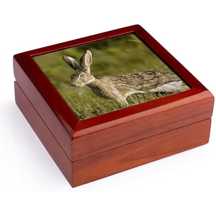 3dRose Black-tailed Jackrabbit, Welder flats, Texas - US44 MPR0062 - Maresa Pryor, Jewelry Box jb-94521-1