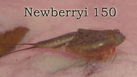 Triops Newberryi ca. 150 Eier Starter Set