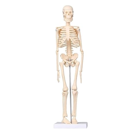 Wellden Anatomical Desktop Skeleton Model, 45cm