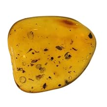 Genuine Amber Specimen with Insect Inclusions - Originally $150, Now $99- by Dinosaurs Rock (A1)