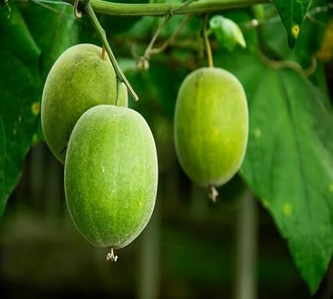 New 20pcs Green Monk Fruit Seeds