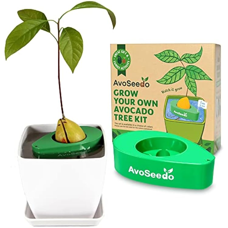 Bowl Set Grow Your Own Avocado Tree, Evergreen, Perfect Avocado Tree Growing Kit for Every Avocado Lover with Plan Pot Green & White