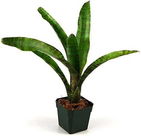 Neoregelia zonata Bromeliad