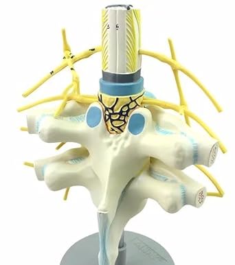 BoNew Human Thoracic Spinal Cord Spinal Nerve Sympathetic Trunk Anatomy Medical Model