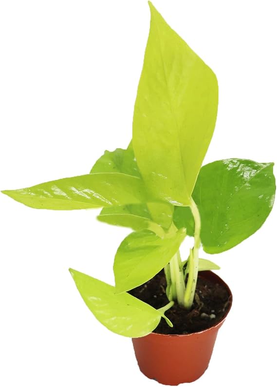 Neon Pothos 2"- from California Tropicals