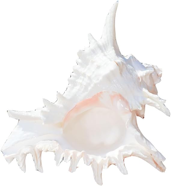 Natural Conch Shell Decors Large Natural Seashells for Fish Tanks Wedding Decoration Beach Theme Party Home Decorations