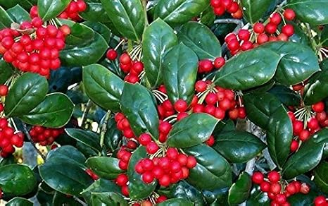 Dwarf Burford Holly