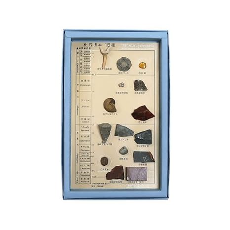 Fossil specimens 15 specimens of fossil species /3-654-04