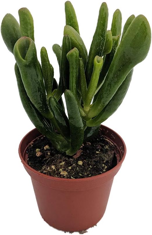 Hobbit Jade Plant - Crassula ovuta 2.5" Pot