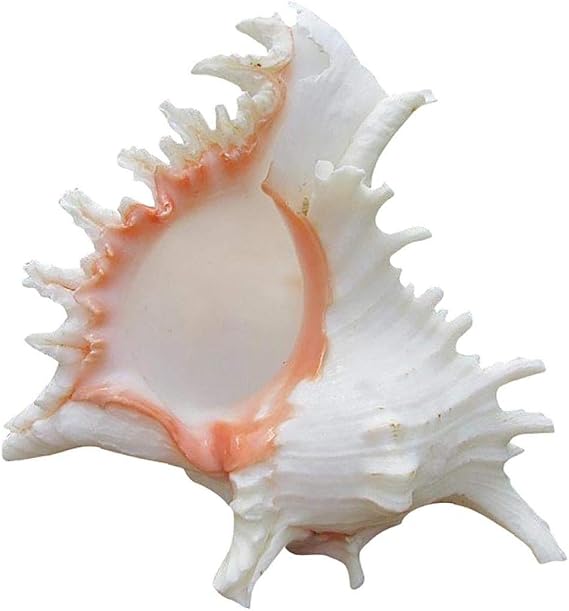 1pc 11-12 Cm Queen Nautical Shells Conch Natural Beach Ocean Home Decoration