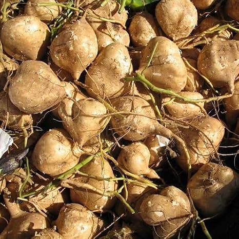 100Pcs Brown jicama Vegetable Seeds