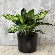 Willowy 6 Inch Black Ceramic Planter - 6 Inch Black Ceramic Pots for Plants Like Aloe, Baby Rubber, Jade, Money, and Snake - Pot with Drainage