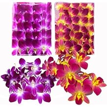 Miami Fresh Orchid Flower OrchidClub USA Sunne Tropical Loose Bloom DIY Lei, food & drink decoration (100 PURPLE YELLOW)