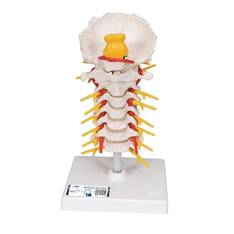 3B Scientific A72 Cervical Spinal Column - 3B Smart Anatomy