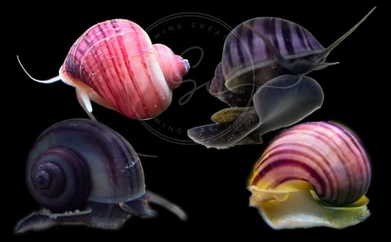 Swimming CreaturesTM Florida Mystery Snails (Pomacea bridgesii) Freshwater Aquarium Snails for Fish Tanks (2 Magenta & 2 Purple)