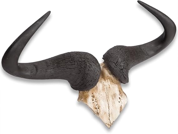 K EXCLUSIVE Faux Wildebeest Horns | Realistic | Hand-Painted | Mounted Wall Decor