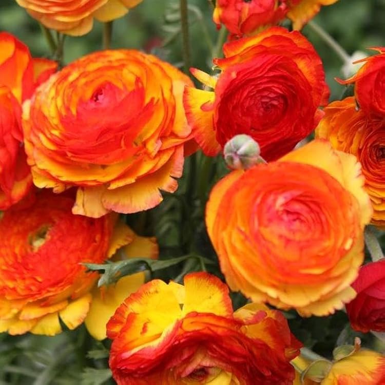 Picotee Orange Ranunculus - Perennial Persian Buttercup Ranunculus Bulbs for Planting | Large Flowering Orange Ranunculus 7 cm Bulbs, Perfect for Outdoor & Indoor Forcing 12 Pack