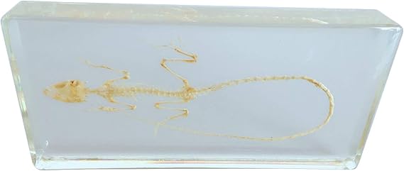 Lizard Paperweight Specimens - Real Animal Lizard Skeleton Specimen - Science Classroom Animal Specimen for Science Education