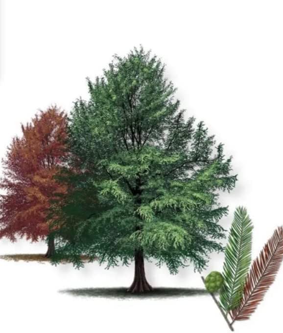 Two Bald Cypress (Taxodium distichum) 1-2 Year Old, Well Rooted