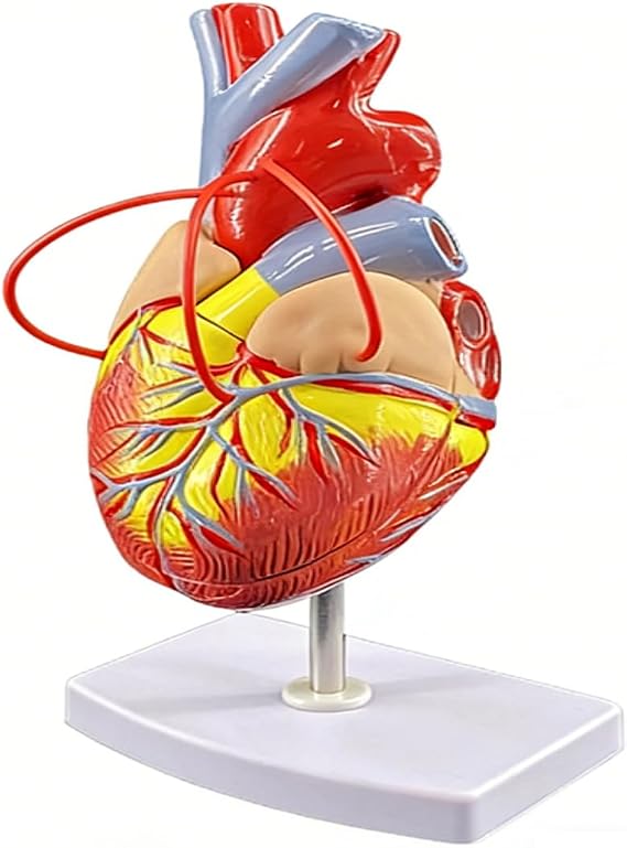 Human Heart Anatomy Model (Medical Teaching) , with B-Ultrasound 3D Visualization, Demonstratable Blood Circulation & Detachable Components (Natural-Sized Heart)