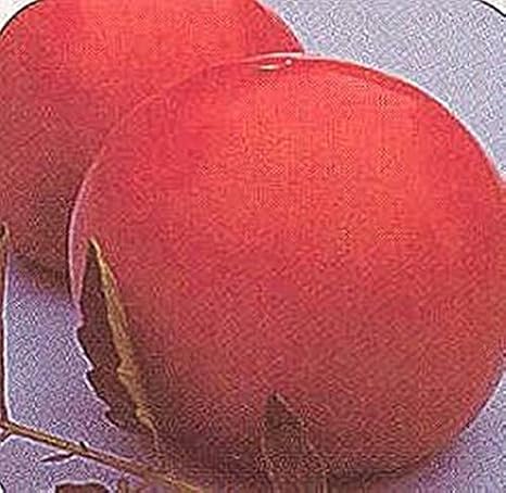 Mountain Fresh Plus Tomato Seeds