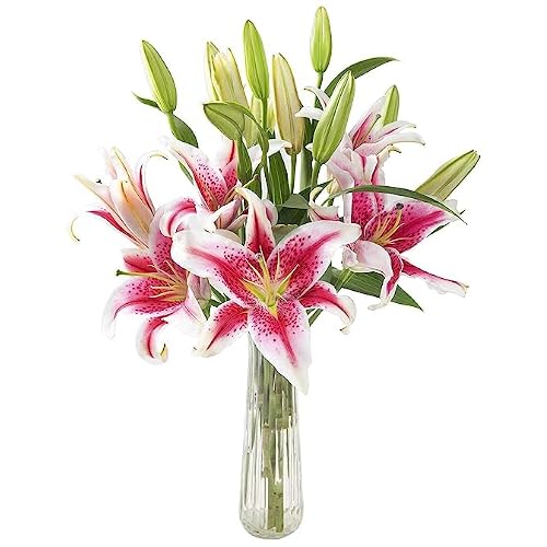 KaBloom - Tranquil Sympathy Breeze Bouquet of 5 Pink stargazer lily With Vase - Fresh Flowers for Birthday, Valentines & Mothers Day