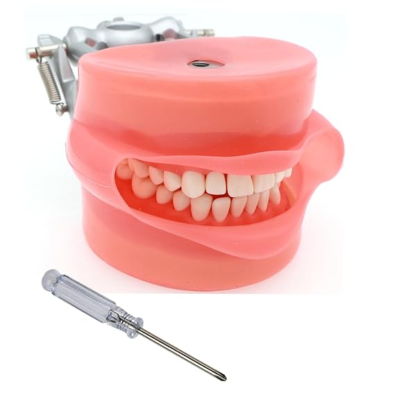 Dental Typodont Model Compatible with Kilgore Nissin 28 Removable Teeth and Simulation Cheek for Teaching Study (M11+Simulation Cheek)