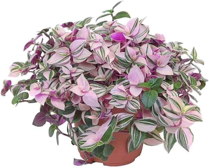 Tradescantia Nanouk Pembe Beyaz Alacalı Telgraf Çiçeği, Saksılı, 15-30 cm, İç Mekan Bitkisi