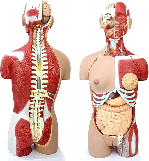 Dual-Sex Human Torso Model, Anatomical Model Skeleton, 85cm Life- Size Human Body Model Has 29 Removable Human Organs, for School Medical Education Display, Teaching Training Aid