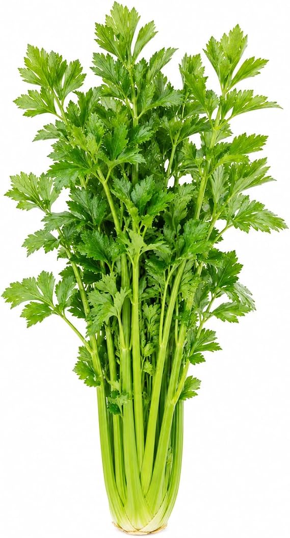 Tall Utah Celery Seeds for Planting, Crisp Stringless Garden Celery, Cool Season Vegetable Seeds for Home Garden, Raised Beds & Deep Containers, High Yield Upright Stalks
