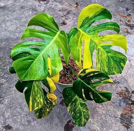 100pieces Yellow Green Monstera Plant Seeds