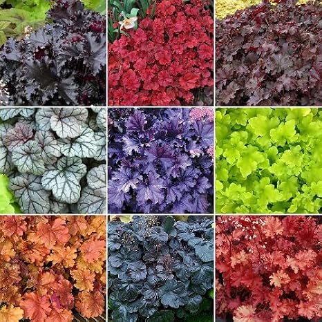 100Pcs Mixed heuchera Plant Seeds