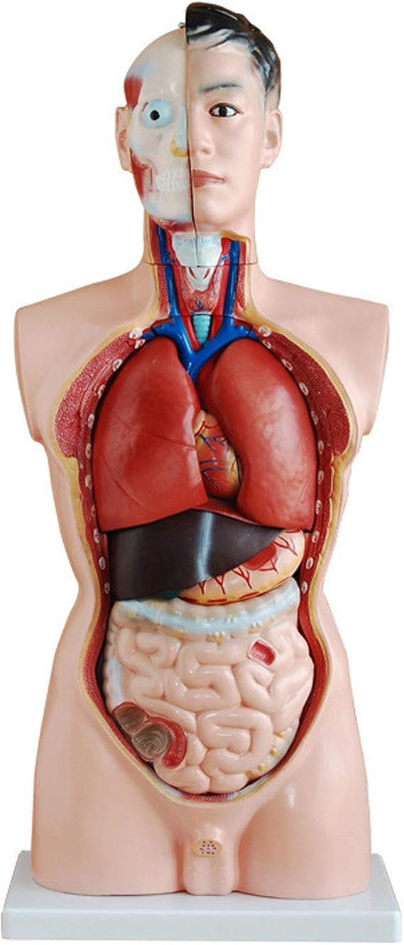 Adult Male Torso Organ Model - Life Size 33.5" 19 Part Human Body Model Anatomy Doll with Removable Organs 3D Human Organ Model - Teaching Supplies