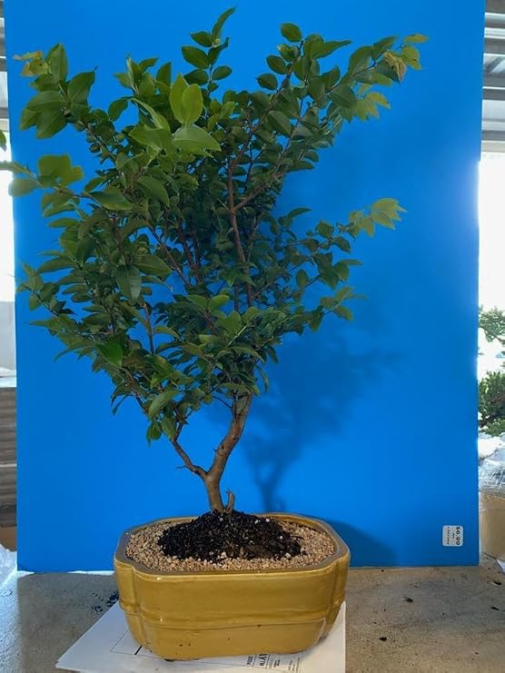 Flowering Jaboticaba Real Bonsai Tree - Eugenia Cauliflora Large 15inch-16inch Tall 23 Years Easiest to Care with Rectangle Container Indoor Plant, Old, 15 16inchTall (c1266)