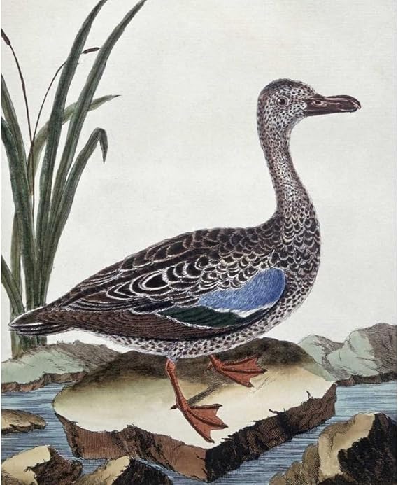 ArtDirect Sarcelle - Duck De Cayenne Unframed Art Print Giclee Poster by Buffon, Georges-Louis Leclerc - Ready for Framing with Customization Sizes 8x10, 11x14, 16x20, 24x29, 36x44, and 48x59 Inches