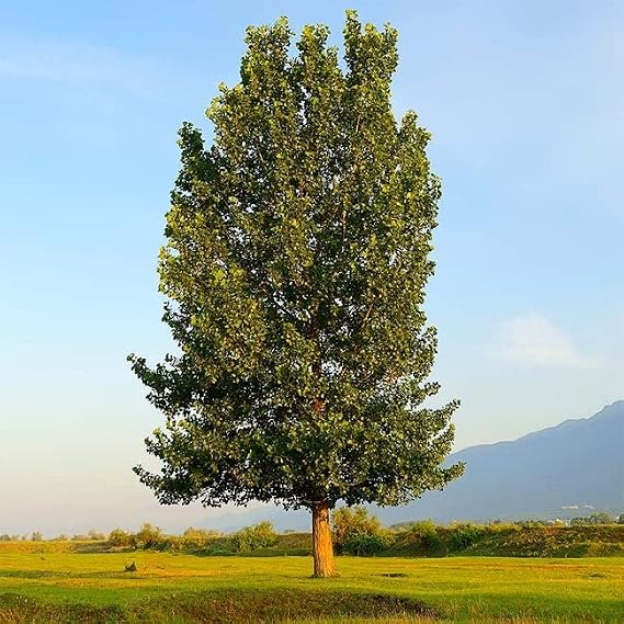 4 Hybrid Poplar Trees - Grow for Privacy, Shade, Landscaping. Fast Growing. Get 4 Cuttings to Grow 4 Trees