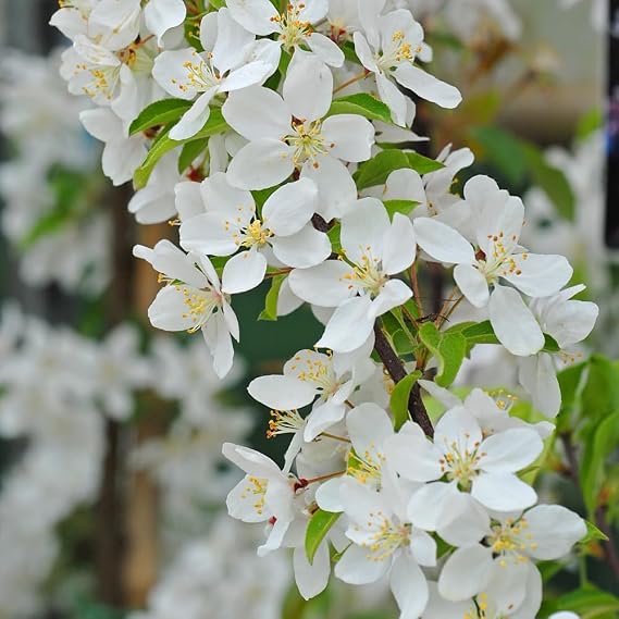 Crab Apple 'Sugar TYME' - Fragrant Blossoms & Persistent Red Fruits | Hardy Deciduous Tree 12 Litre Pot x 2 by Thompson & Morgan