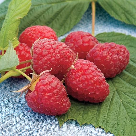 50 Red Raspberry Seeds Berry by OrginBud