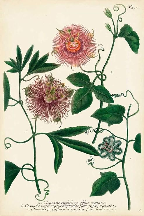 Antique Passion Flower I Poster Print - Weinmann (24 x 36)