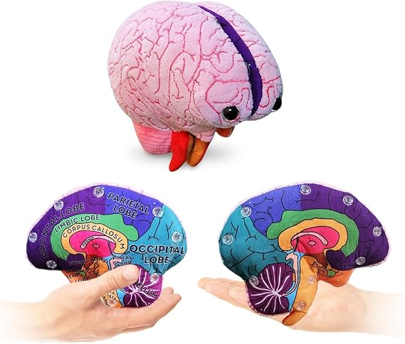 GIANTmicrobes Brain Model Anatomy Plush with Embroidered Details | 7" 3D Brain Model Study Tool with Snap-Together Halves and Labelled Parts for Brain Anatomy and Neuroscience Learning
