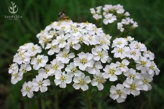 White Yarrow Flower Seeds (Achillea Millefolium) - Pack of Over 10,000 Seeds by Seeds2Go