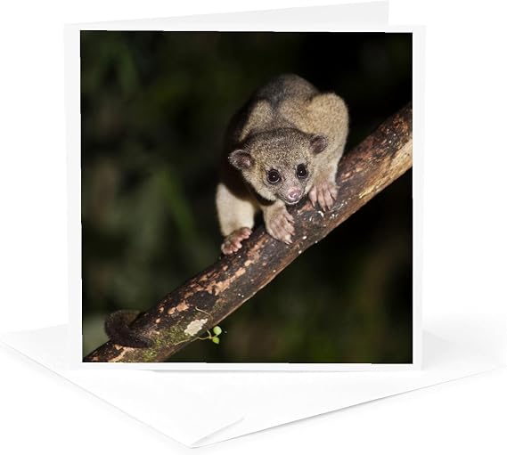 3dRose Kinkajou, Mindo, Andes, Ecuador 1 Greeting Card with envelope