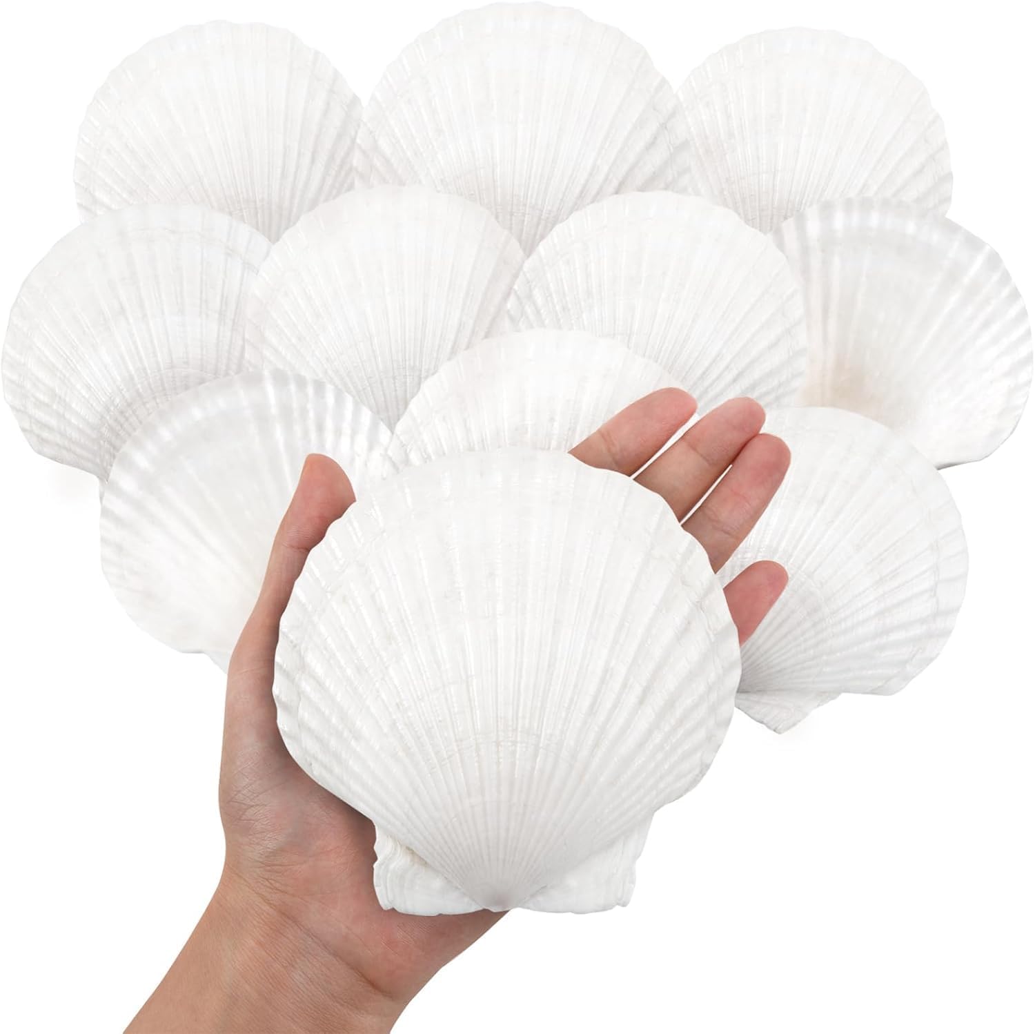 10PCS White Scallops Shells, 10-13CM Natural Large Seashell from Sea Beach, Sea Shells for Crafts Wedding Decor Beach Theme Party and Home Decor